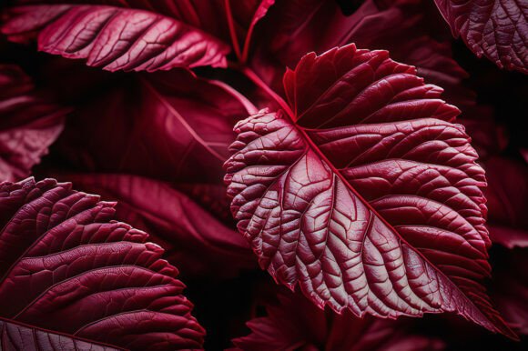Close Up of a Red Leaf: A Versatile and Stunning Design Resource